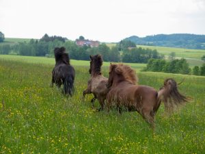 Islandpferdezucht - Jungpferde auf der Sommerweide